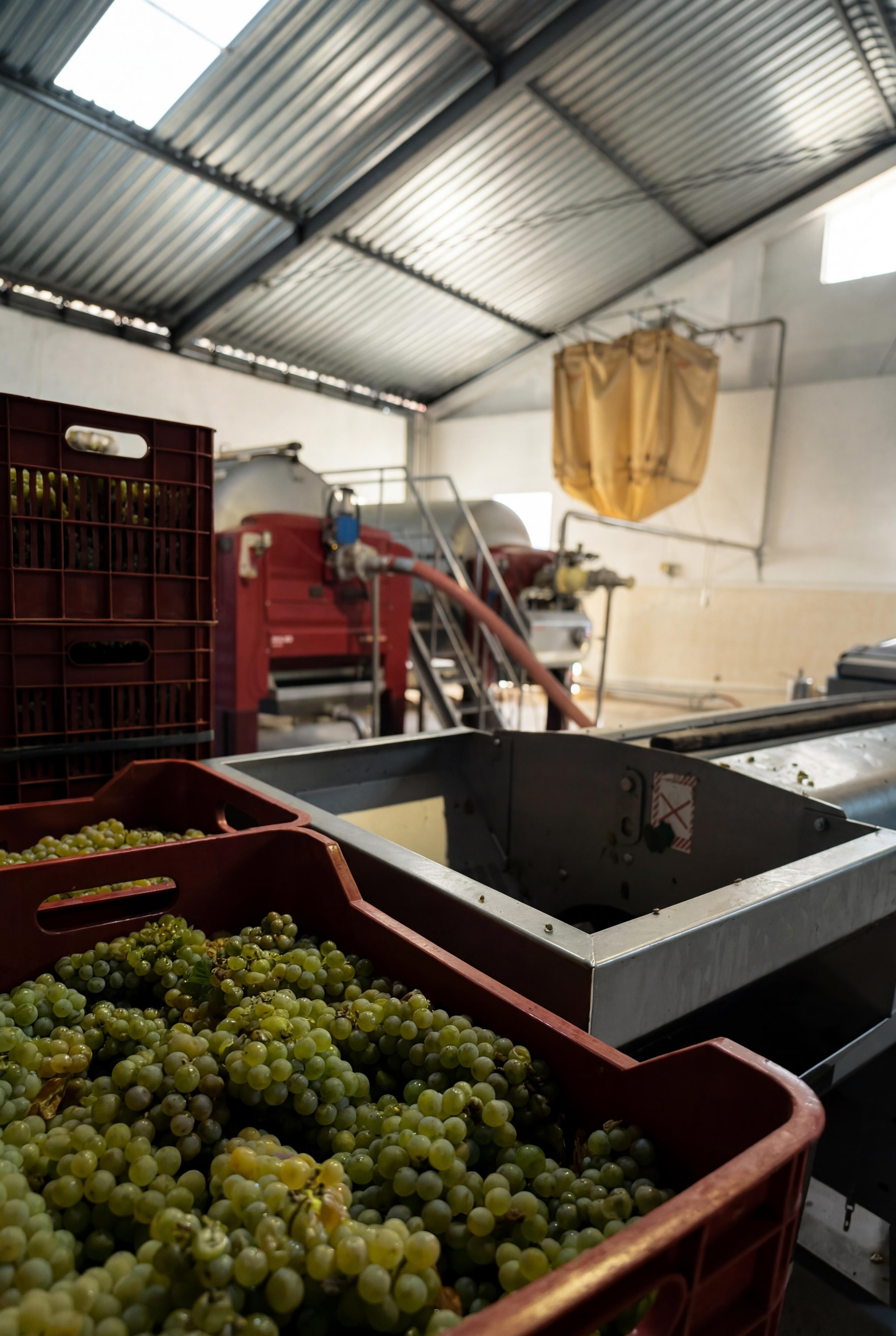 Grape crates at the press — estate cellar, Hîrova